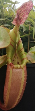 Nepenthes veitchii BL striped peristome
